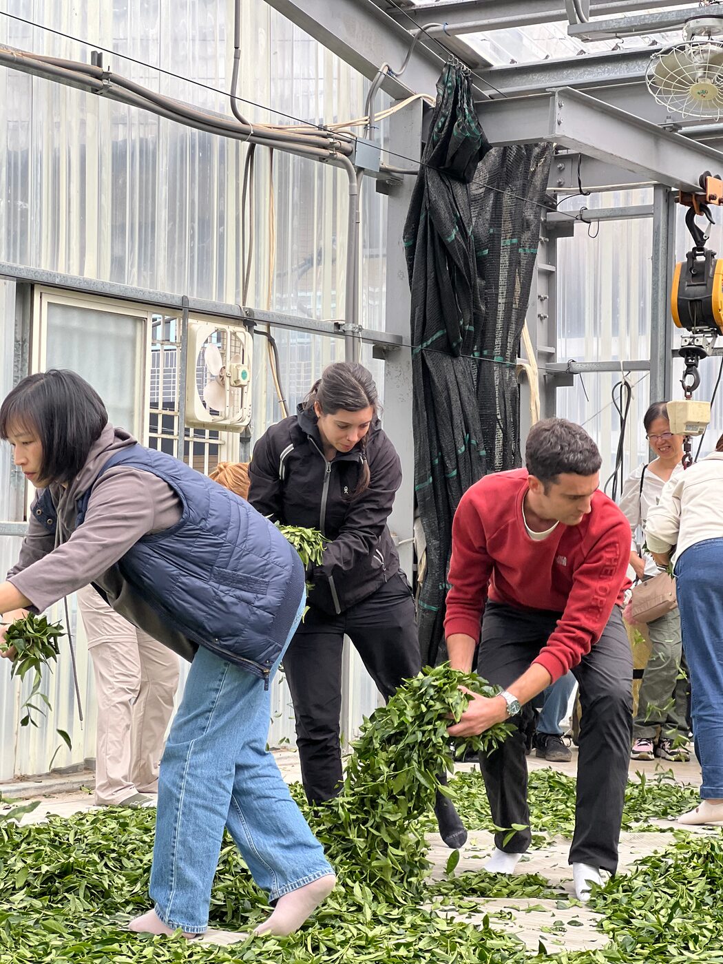 Hands-on tea picking practice